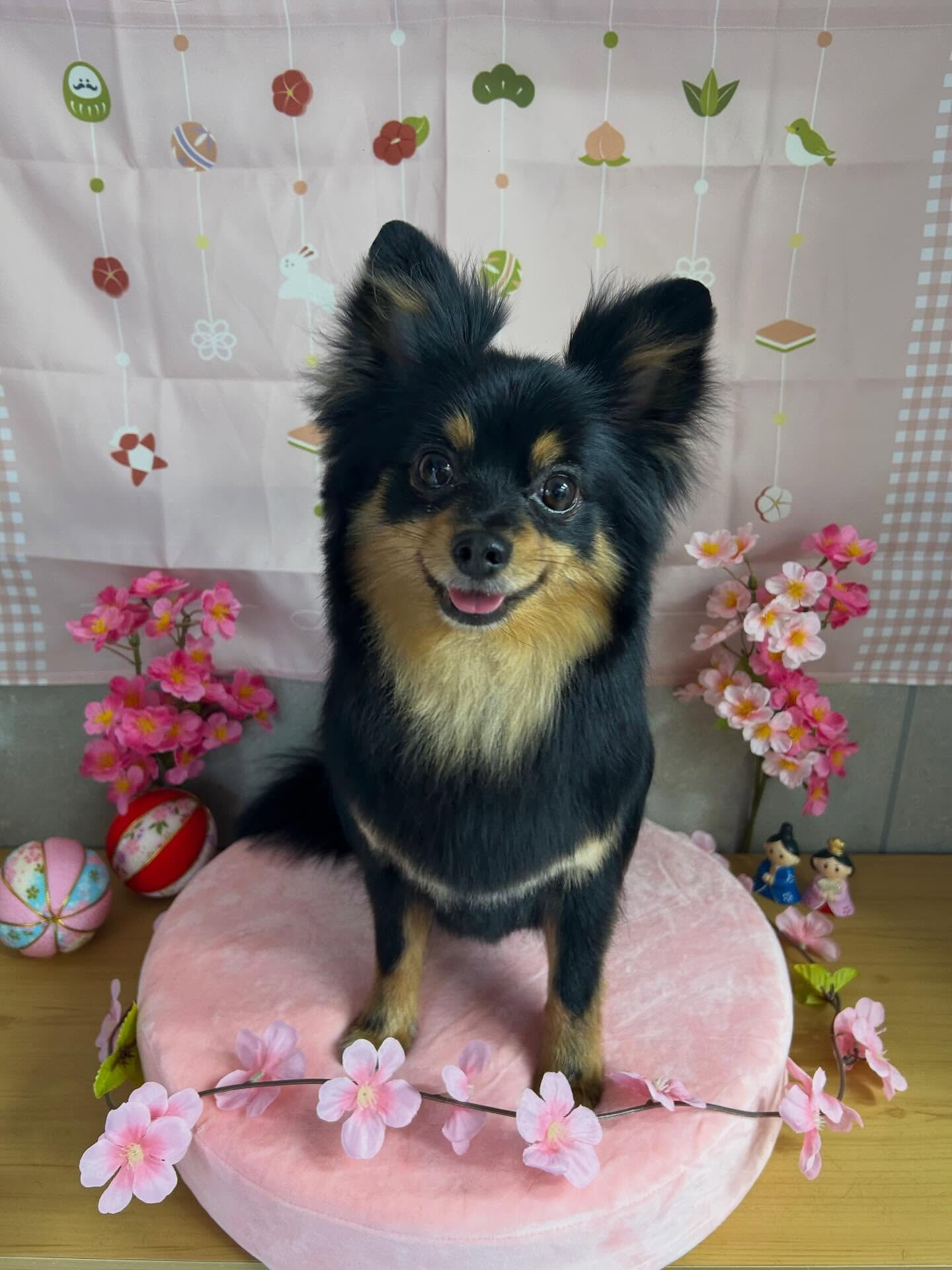 【ポメチちゃん】