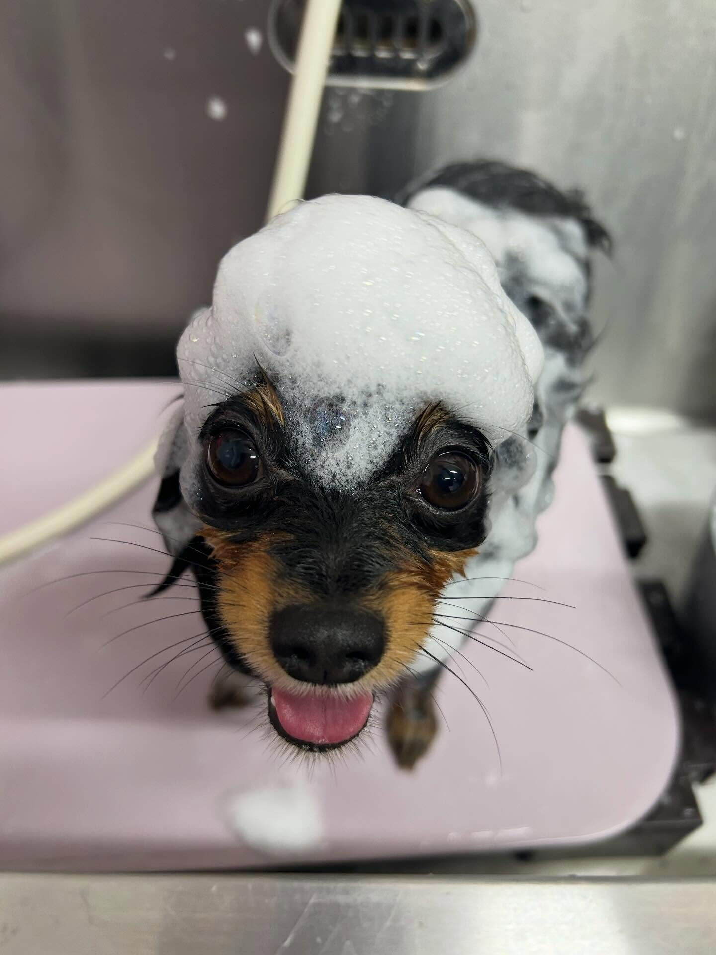 【ポメチちゃん】