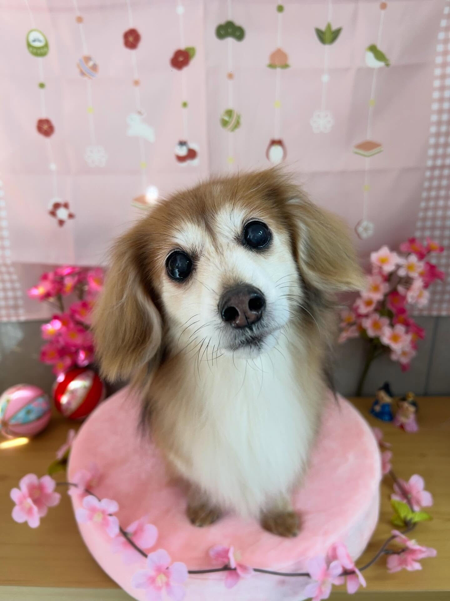 【シフォンちゃん】
