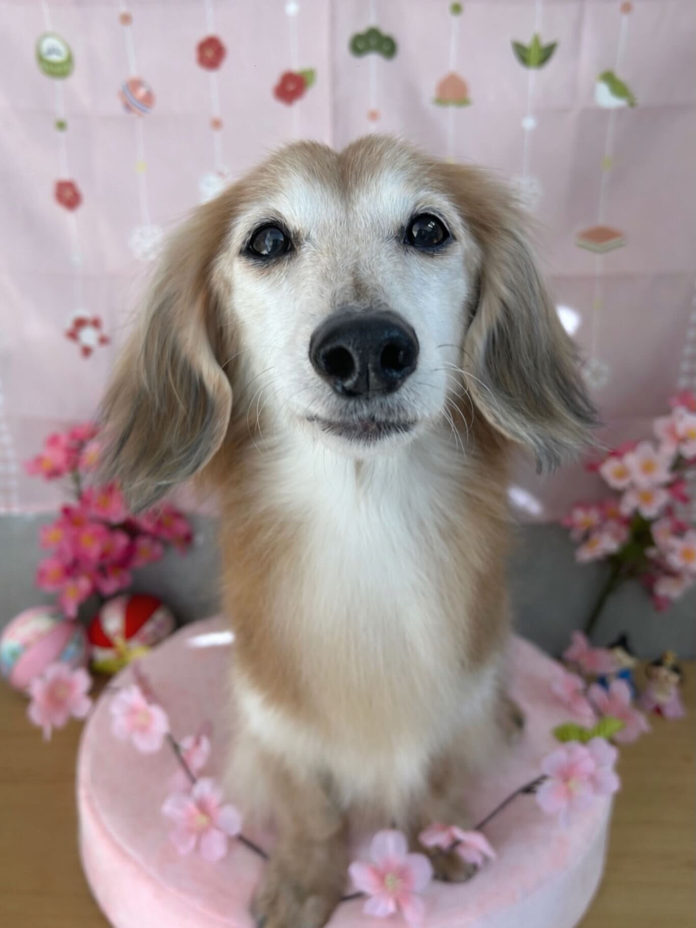 【シナモンくん】