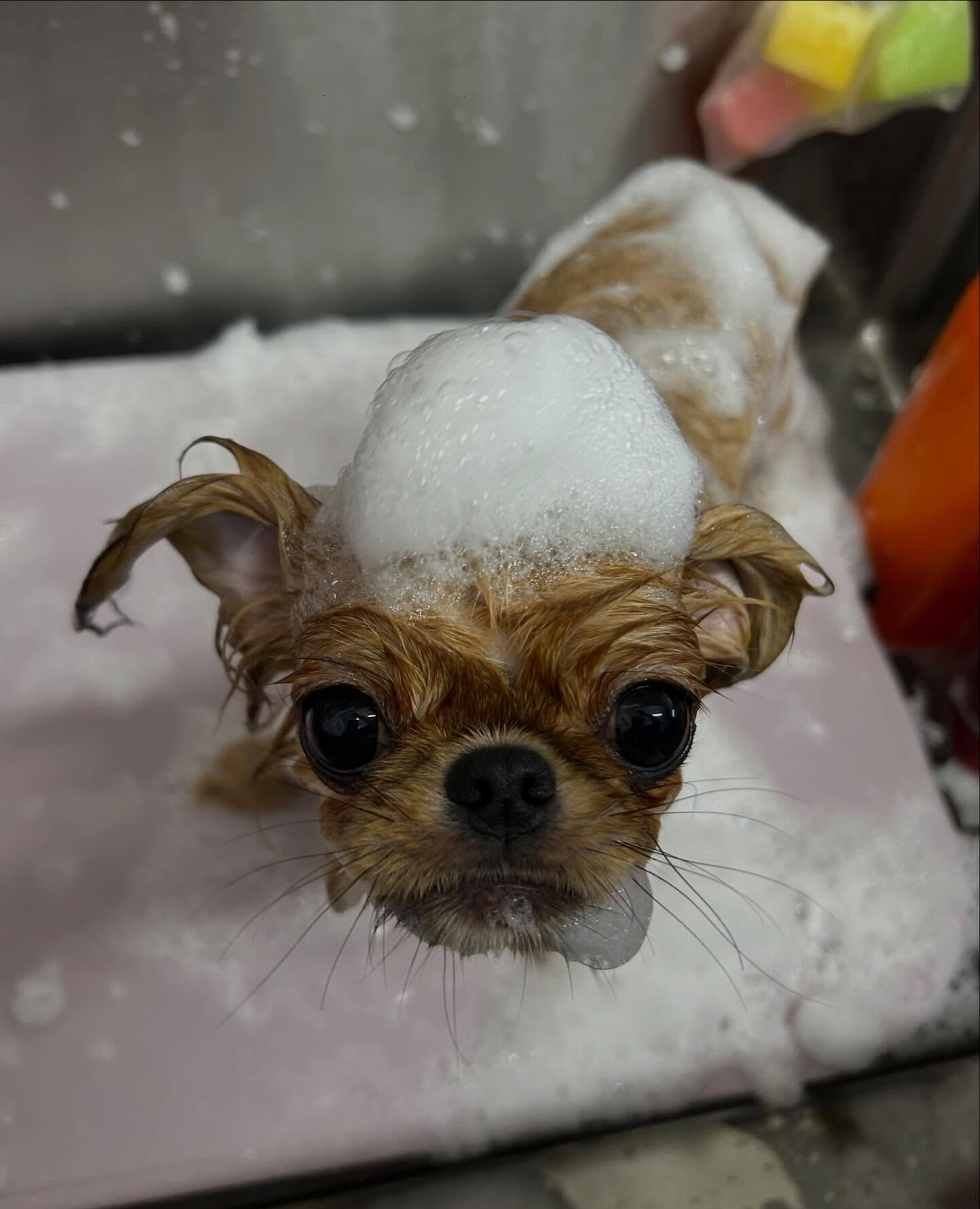 【プフくん】