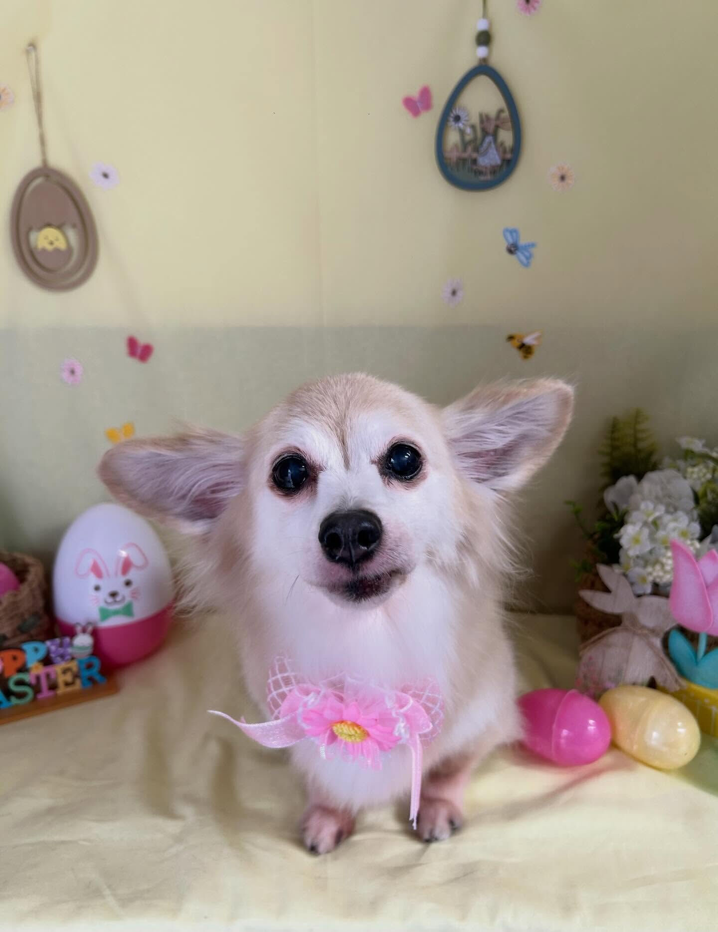 【チョコちゃん】